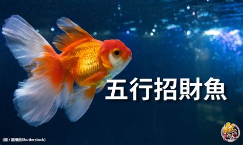 小型招財魚|小資招財魚指南：養起來招財又療癒 